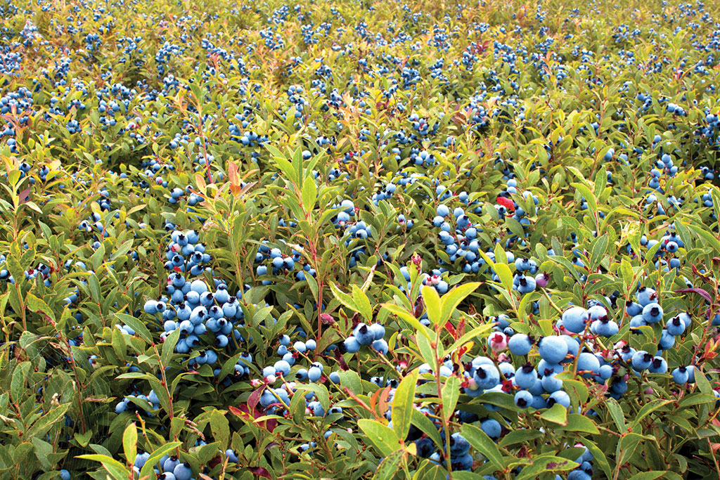 Maine Wild Blueberries ready for harvest